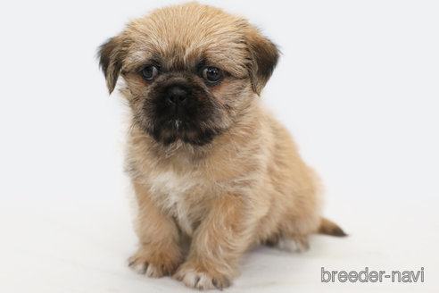 成約済の神奈川県のミックス犬-295458の5枚目